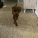 5 month old mini poodle