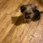 Peekapoo