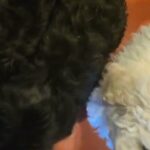 Akc Poodles (white cream apricot)