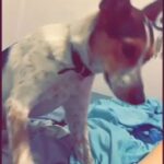husky Jack cattle dog mix