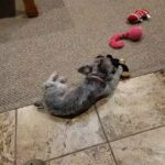 Miniature Schnauzer "Sylvie".