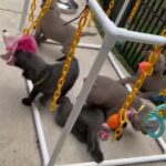 Silver and Charcoal Labrador Retrievers