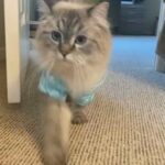 Himalayan cat for sale