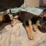 Pitsky - Pitbull/Siberian Husky mix puppies