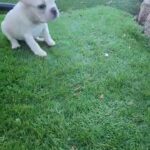 # FRENCH BULLDOG #