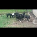 Labrador retriever & pitbull mixed puppies