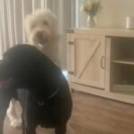 F1b goldendoodle puppies