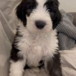 Old English Sheepdog Puppy