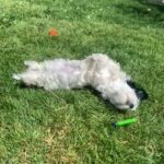 Havanese Puppies