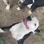 American Pitbull