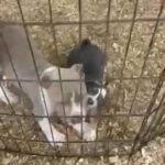 American Bully Xl puppy