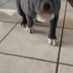 American pocket bullies