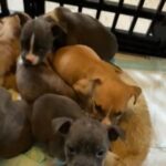 11 Week old pitbull puppies pure bred XL
