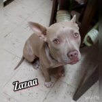 lilac purebred pitbull 6 months
