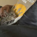 Short Hair Cat