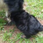 Yorkiepoo