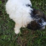 Yorkiepoo