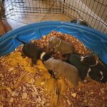 Tri colored pocket bully puppies