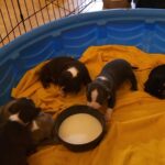Tri colored bully puppies