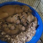 American pit terrier puppies