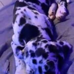 Great Dane puppy female full breed