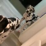 Great Dane male puppy full breed