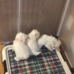 Male Maltese