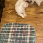 Male Maltese puppy