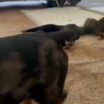 long haired miniature dachshunds
