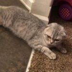 beautiful silver Scottish fold male