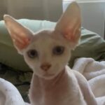 sphynx kitten