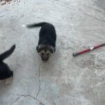 Shepard mix with husky and Saint Bernard