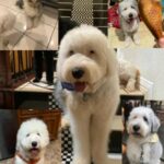 old english sheepdog puppies