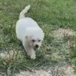 shihpoo