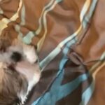 male Shih tzu available