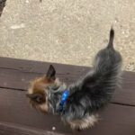 looking to sale my pet yorkie