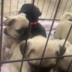 CKC PUG