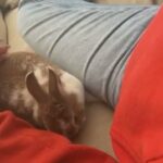 biscuit the bunny