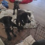 great Danes