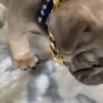 AKC French Bulldog Tri Color Male