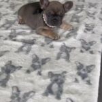 French Bulldog Rosalie
