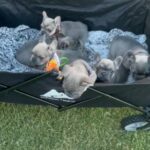 French Bulldog Puppies (Luna)