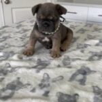 French Bulldog Female Purple Rain