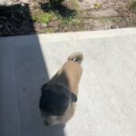 Mr. Pugsley the pug