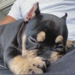 pocket bully puppy