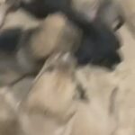 mixed breed puppies for sale