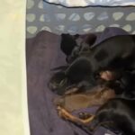 mini Pinscher