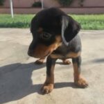 Miniature Pinscher