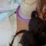 labradoodle puppies