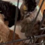 labradoodles